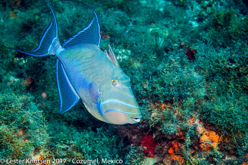 LesterKnutsen 2017 Cozumel DSC5751