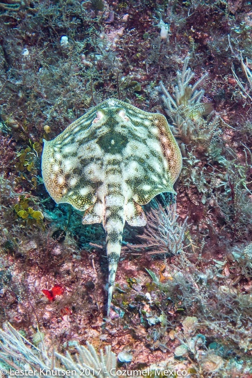 LesterKnutsen 2017 Cozumel DSC5753