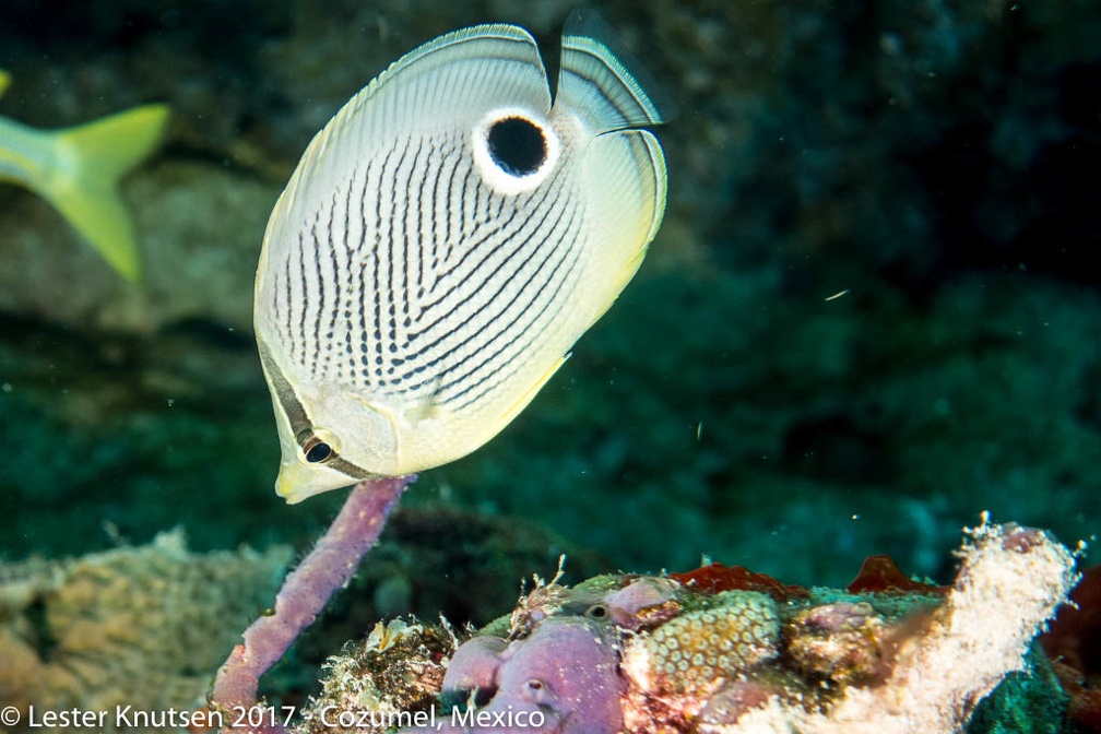 LesterKnutsen 2017 Cozumel DSC5765