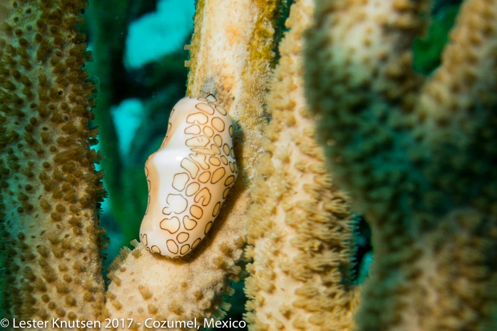 LesterKnutsen 2017 Cozumel DSC5772