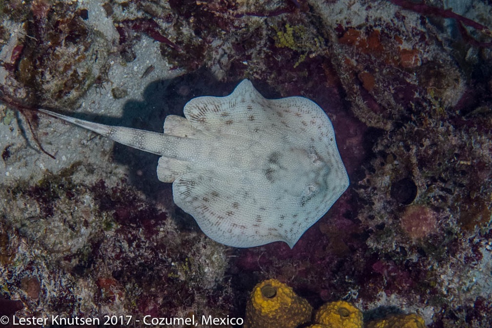 LesterKnutsen 2017 Cozumel DSC5872