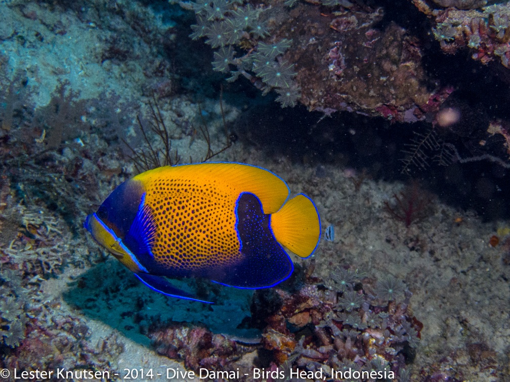 LesterKnutsen DiveDamai2014IMG 9313