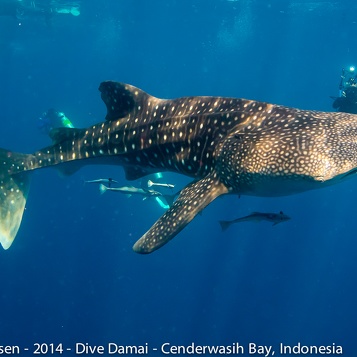 DiveDamai2014WhaleSharks