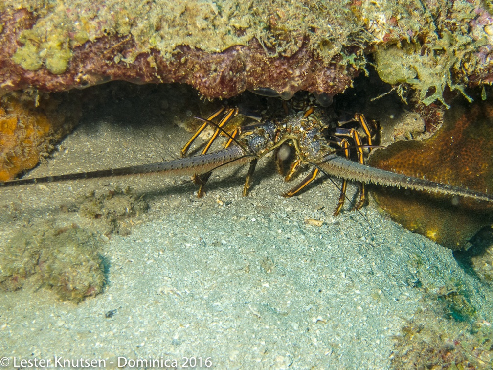 LesterKnutsen Dominica2016 IMG 2425