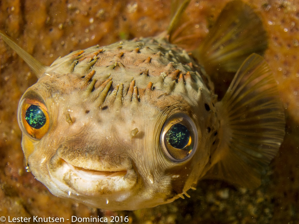 LesterKnutsen Dominica2016 IMG 2428