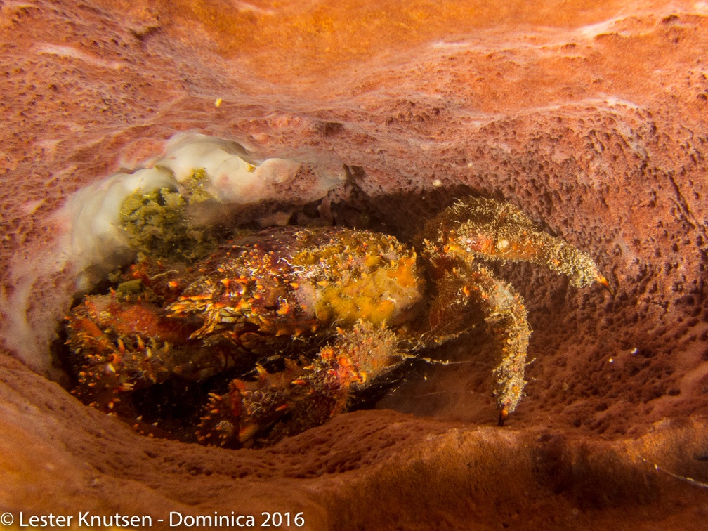 LesterKnutsen Dominica2016 IMG 2431