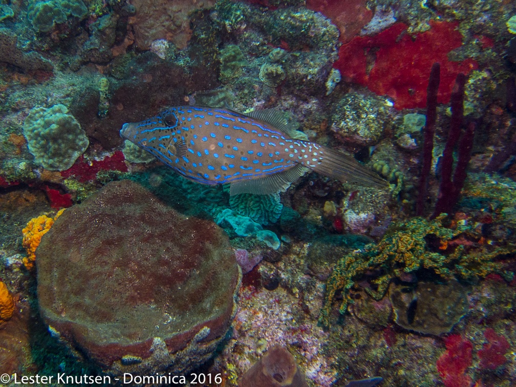 LesterKnutsen Dominica2016 IMG 2469