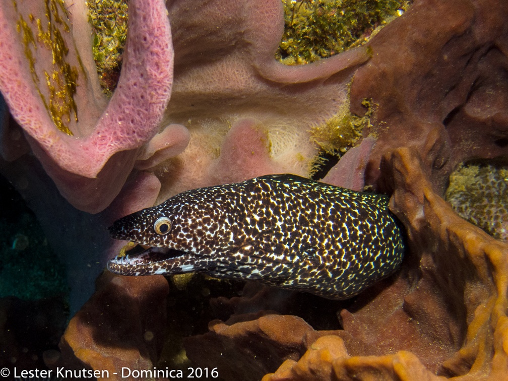 LesterKnutsen Dominica2016 IMG 2470