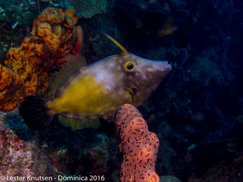 LesterKnutsen Dominica2016 IMG 2478