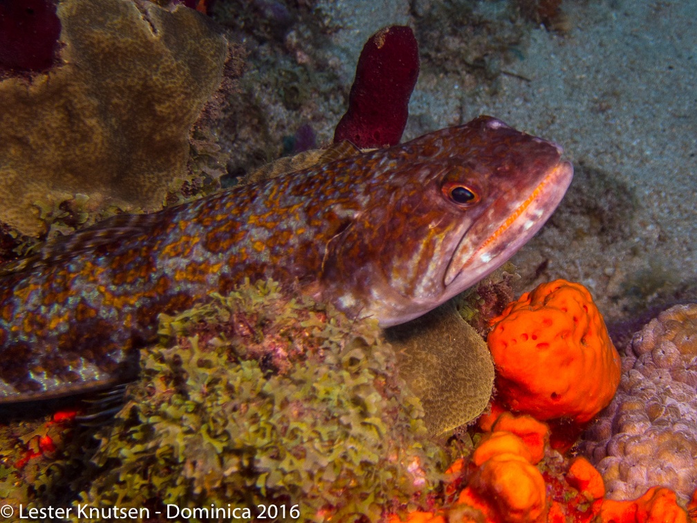 LesterKnutsen Dominica2016 IMG 2481