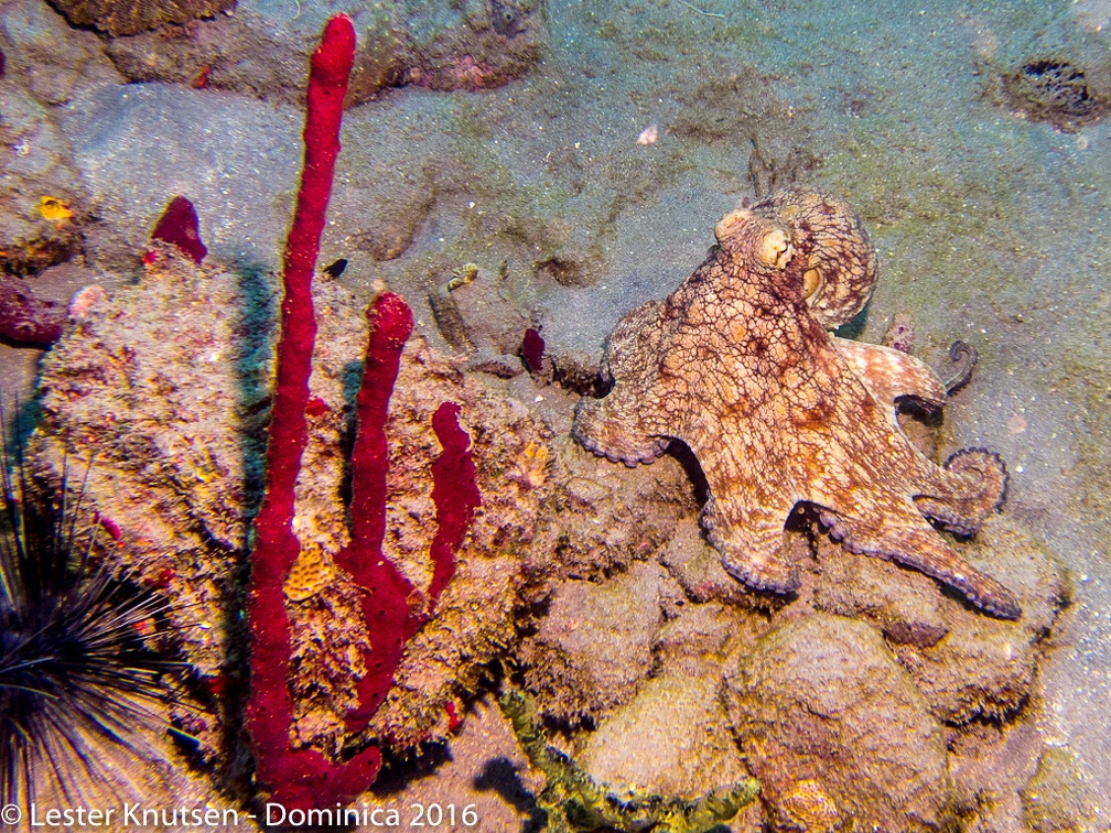 LesterKnutsen Dominica2016 IMG 2509