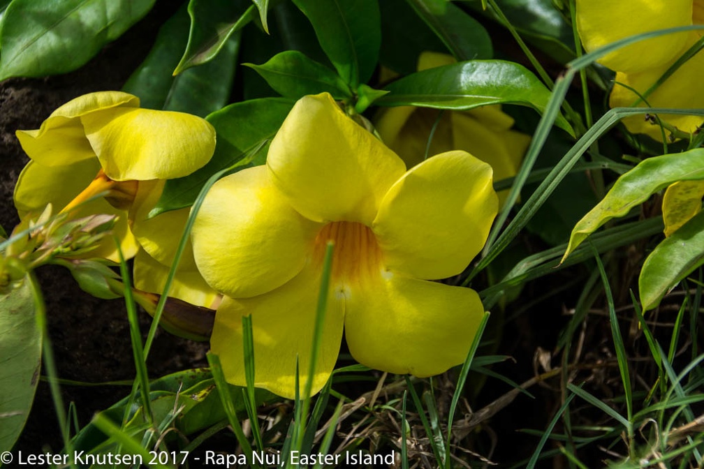 LesterKnutsen 2017 EasterIsland DSC7142