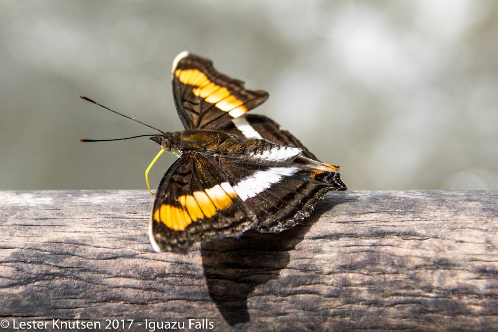 LesterKnutsen 2017 IguazuFalls DSC5508