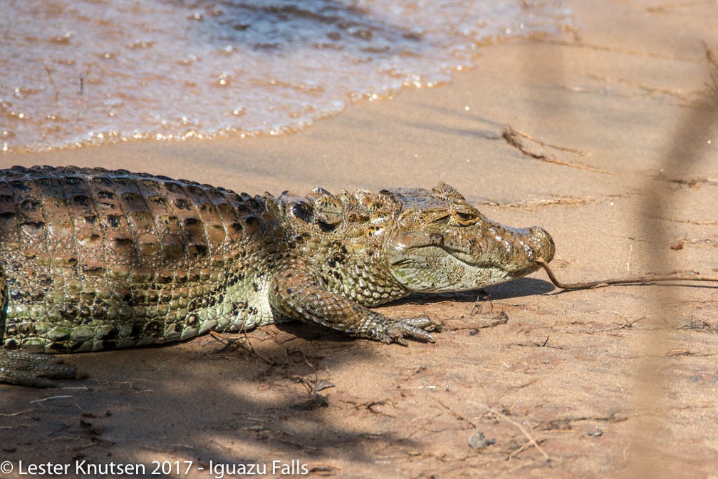 LesterKnutsen 2017 IguazuFalls DSC5571