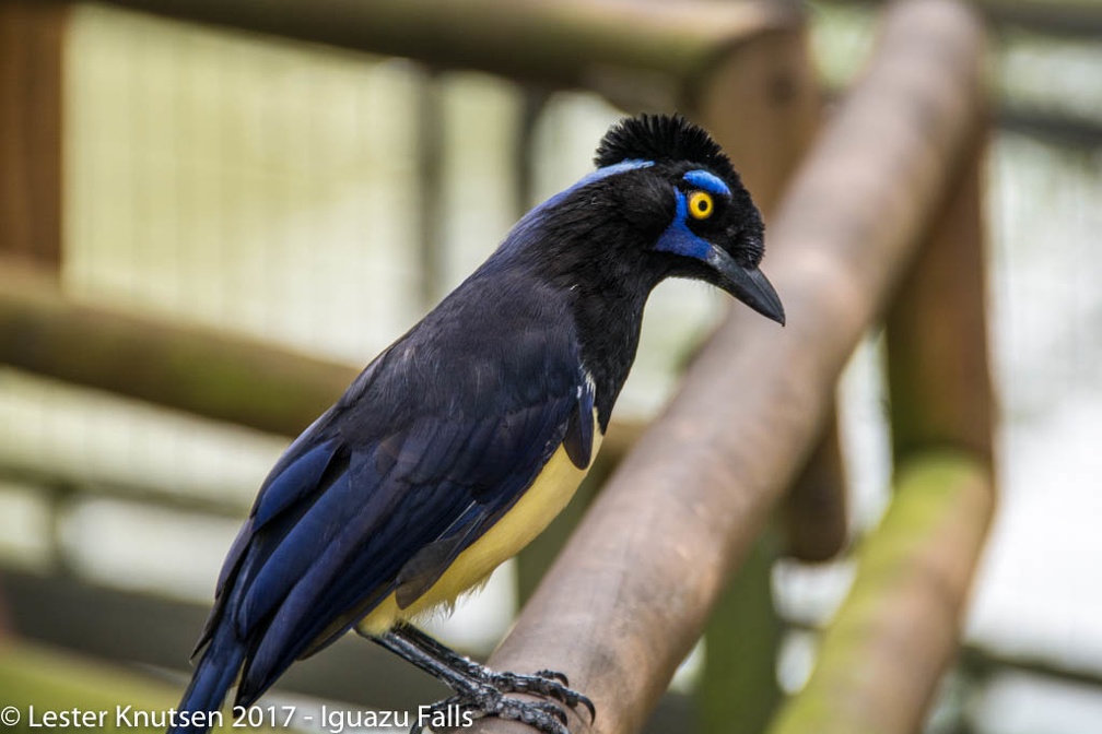 LesterKnutsen 2017 IguazuFalls DSC5728