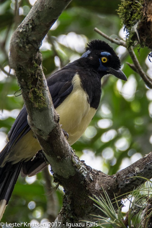 LesterKnutsen 2017 IguazuFalls DSC5713