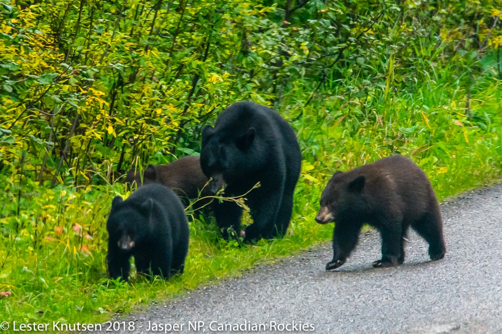 LesterKnutsen CanadianRockies 2018  DSC8519