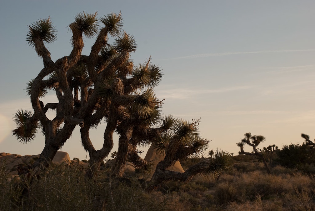 LesterKnutsen JoshuaTree 03 DSC 6777