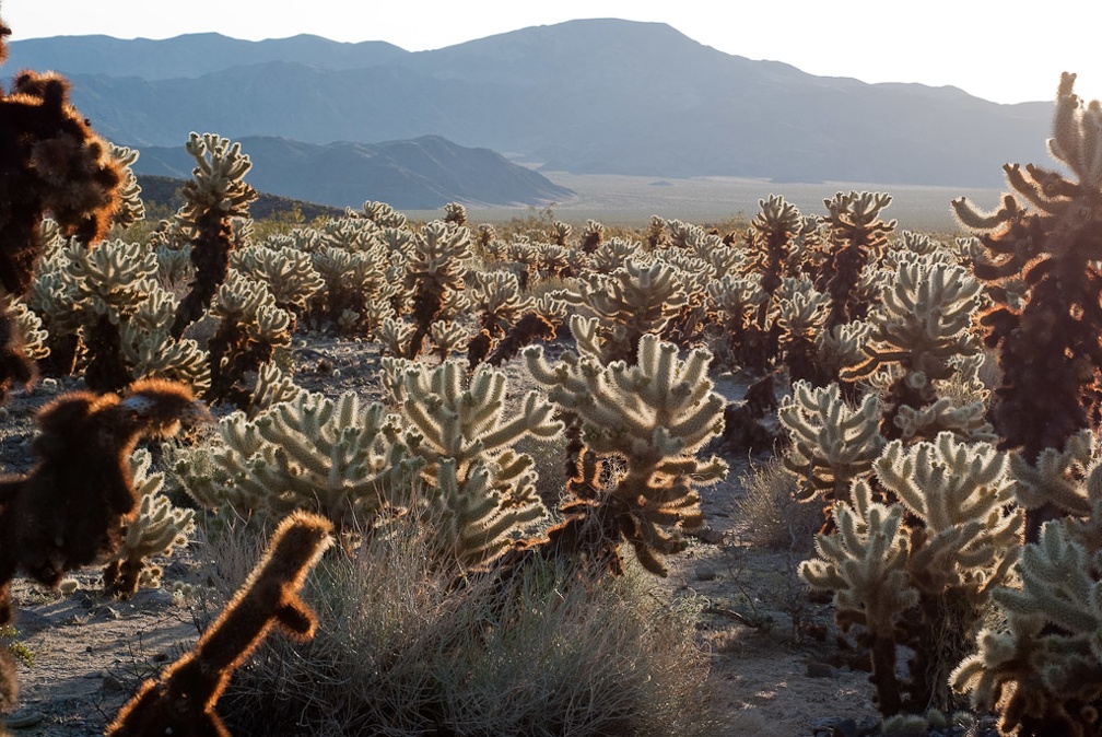 LesterKnutsen JoshuaTree 03 DSC 7022