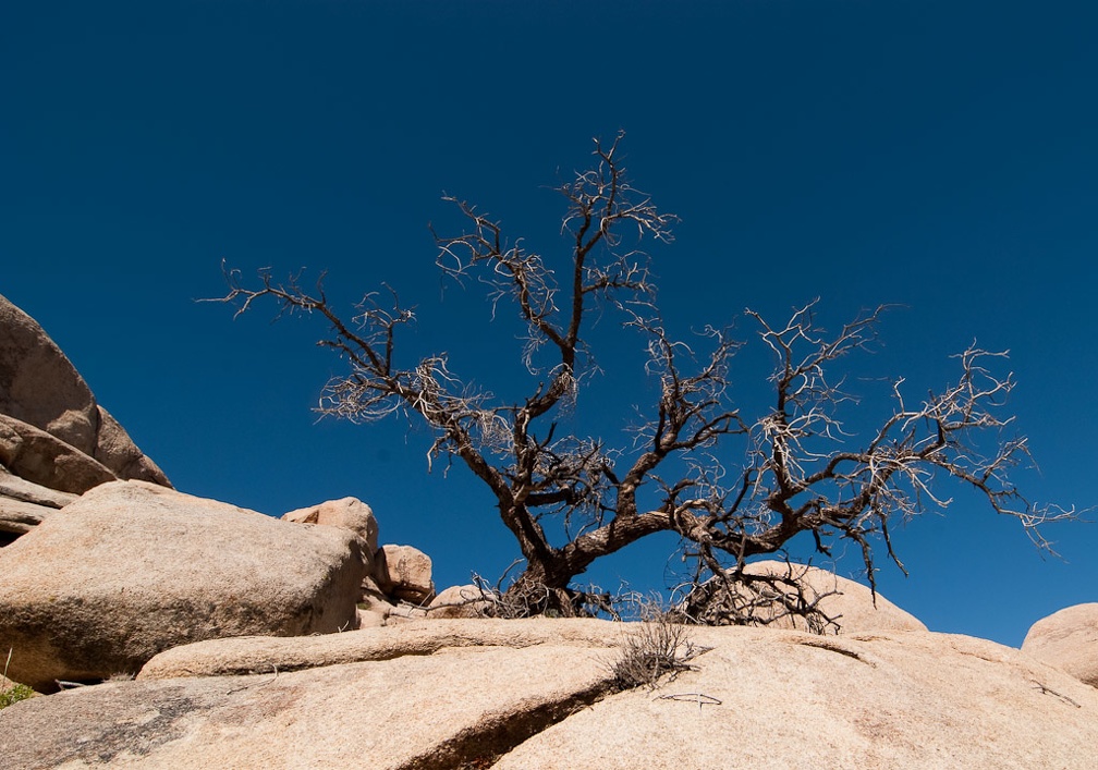 LesterKnutsen JoshuaTree 03 DSC 7564