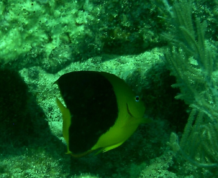 angelfish1.jpg