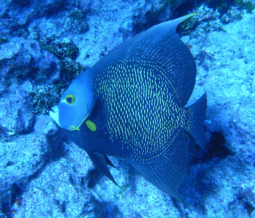 Dive 81 Elbow Reef M0010751