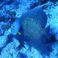 Dive 81 Elbow Reef M0010751
