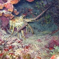 Dive 13 Key Largo Dry Rocks Lobster IMG 8703 edited 1