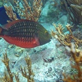 Dive 9 Flower Garden Parrotfish DSC 1851 edited 1