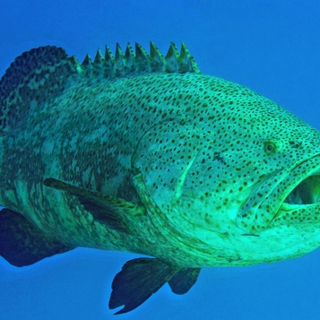 Florida
