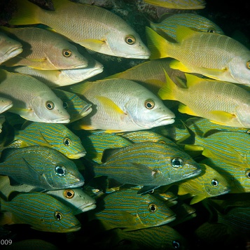 KeyLargo200906