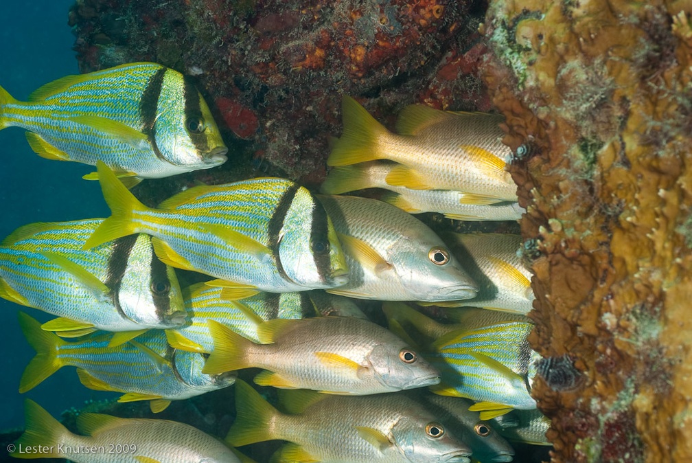 LesterKnutsen KeyLargo 20090609 DSC 0134
