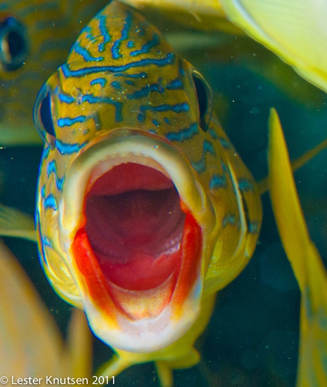 LesterKnutsen KeyLargo2011  DSC2371