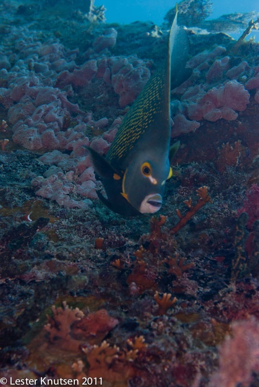 LesterKnutsen KeyLargo2011  DSC2436