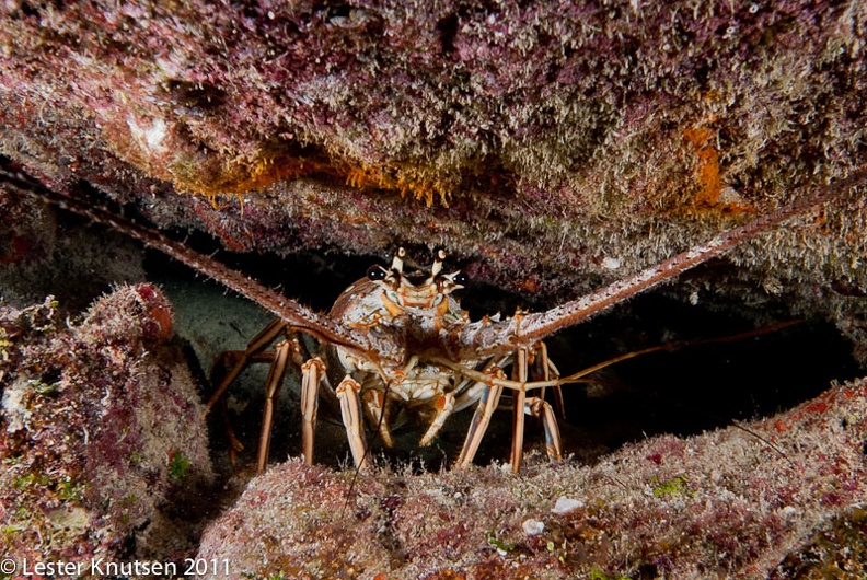 LesterKnutsen_KeyLargo2011__DSC3927.jpg
