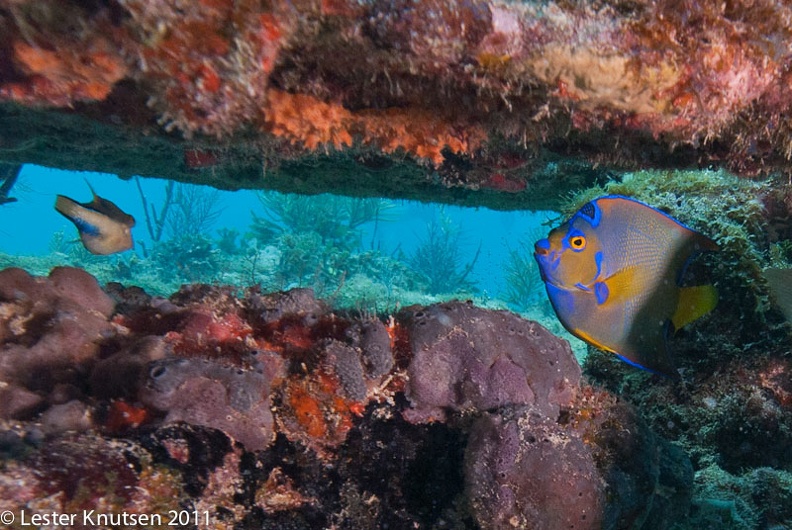 LesterKnutsen_KeyLargo2011__DSC3928.jpg