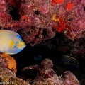 LesterKnutsen KeyLargo2011  DSC4103