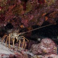 LesterKnutsen KeyLargo2011  DSC4205