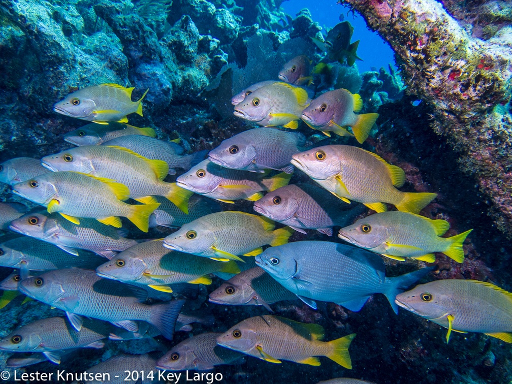 LesterKnutsen KeyLargo 2014 IMG 8582