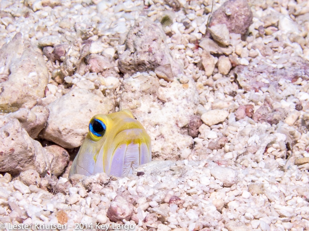 LesterKnutsen KeyLargo 2014 IMG 8591