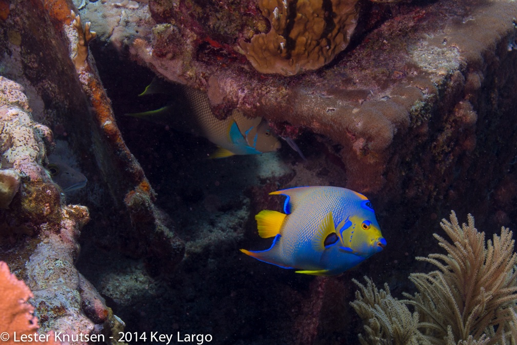 LesterKnutsen KeyLargo 2014  DSC7971