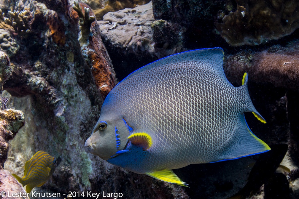 LesterKnutsen KeyLargo 2014  DSC7977