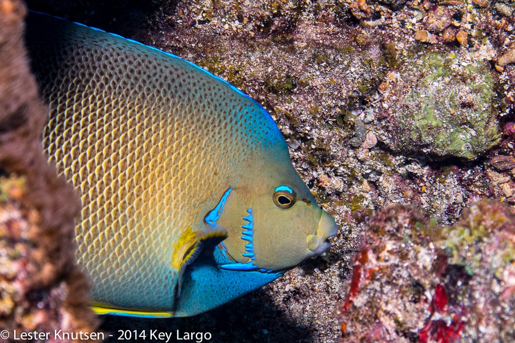LesterKnutsen KeyLargo 2014  DSC7989