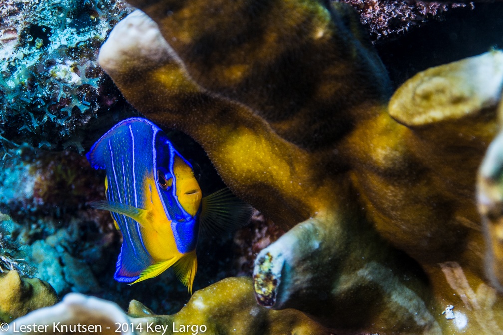 LesterKnutsen KeyLargo 2014  DSC7998