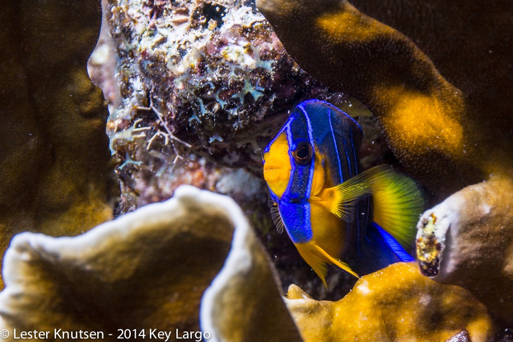 LesterKnutsen KeyLargo 2014  DSC7996