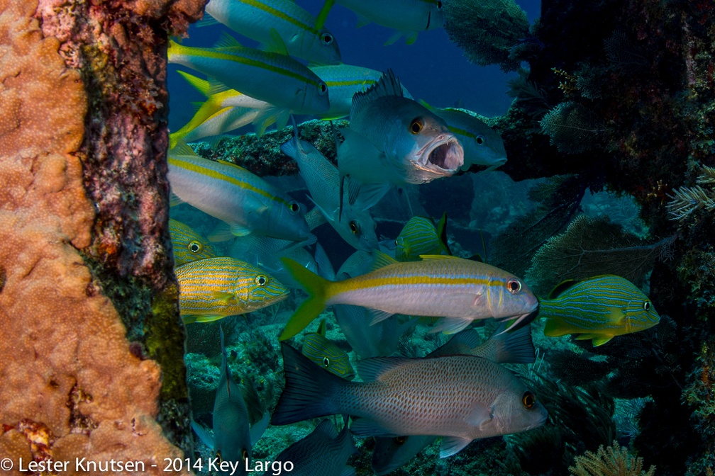 LesterKnutsen KeyLargo 2014  DSC8078