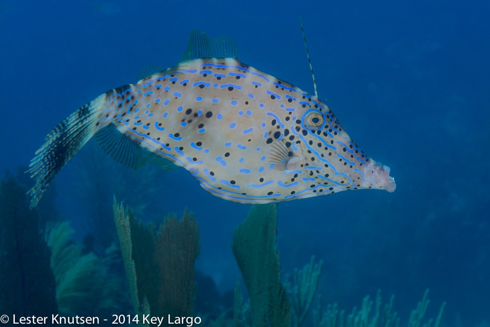 LesterKnutsen KeyLargo 2014  DSC8110