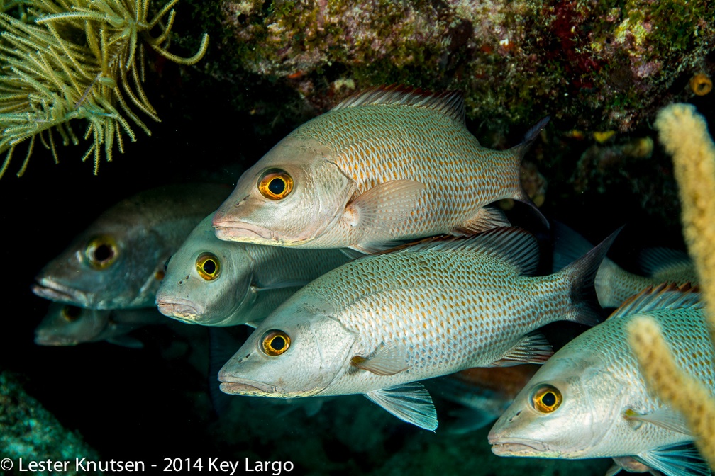LesterKnutsen KeyLargo 2014  DSC8106