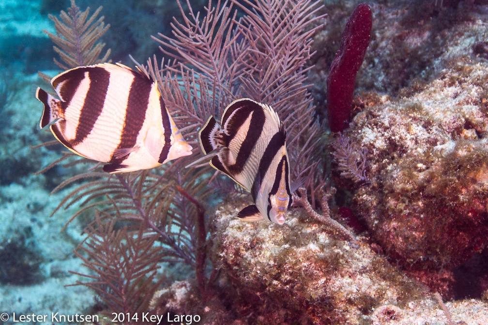 LesterKnutsen KeyLargo 2014  DSC8136