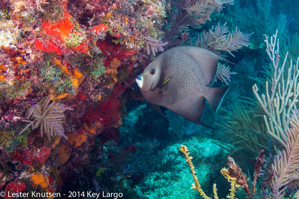 LesterKnutsen KeyLargo 2014  DSC8188